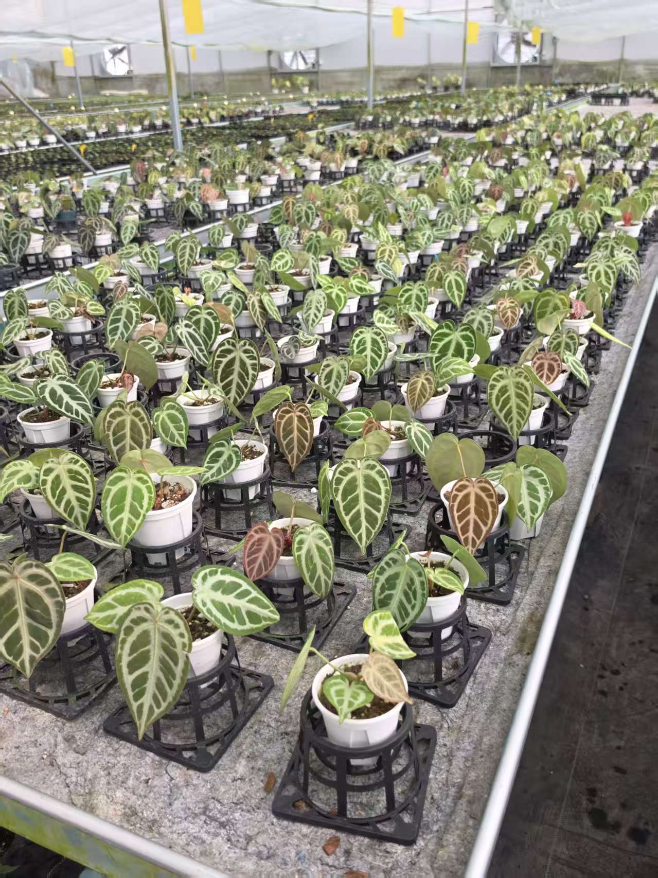 Nexus greenhouse, rows of rare aroids in production
